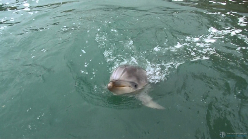 Дельфин Зевс, освобожденный из силосной ямы, умер