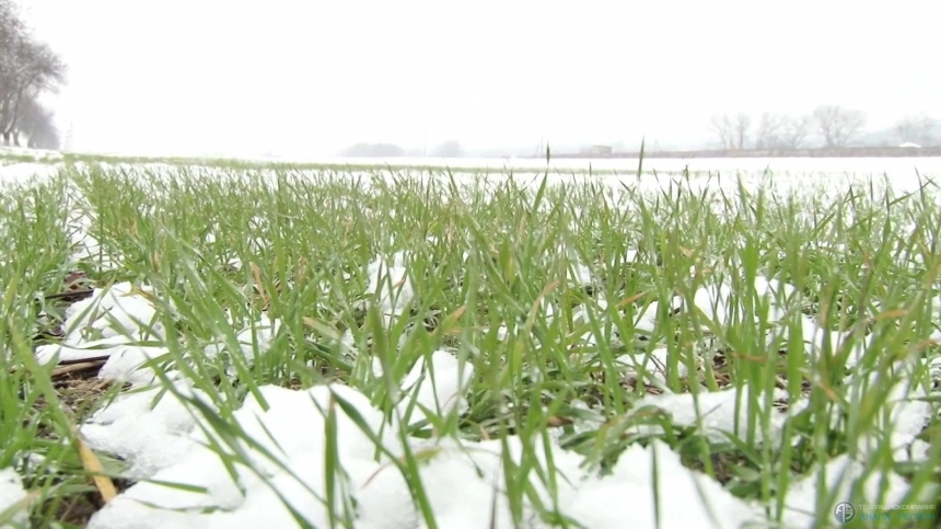 Прошедшие снегопады благоприятно сказались на росте озимых