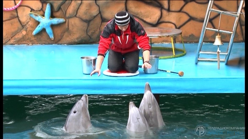 Зоозащитники: погибший дельфин Зевс «всех простил»