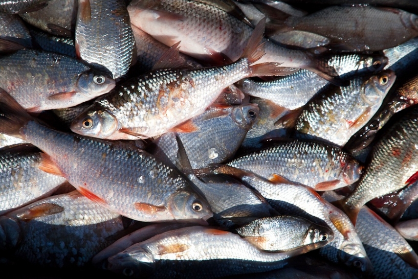 С марта по май на Кубани введен запрет на любительскую и спортивную ловлю рыбы