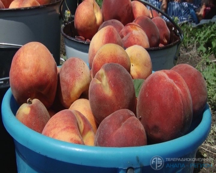 Местные производители собрали хороший урожай персиков